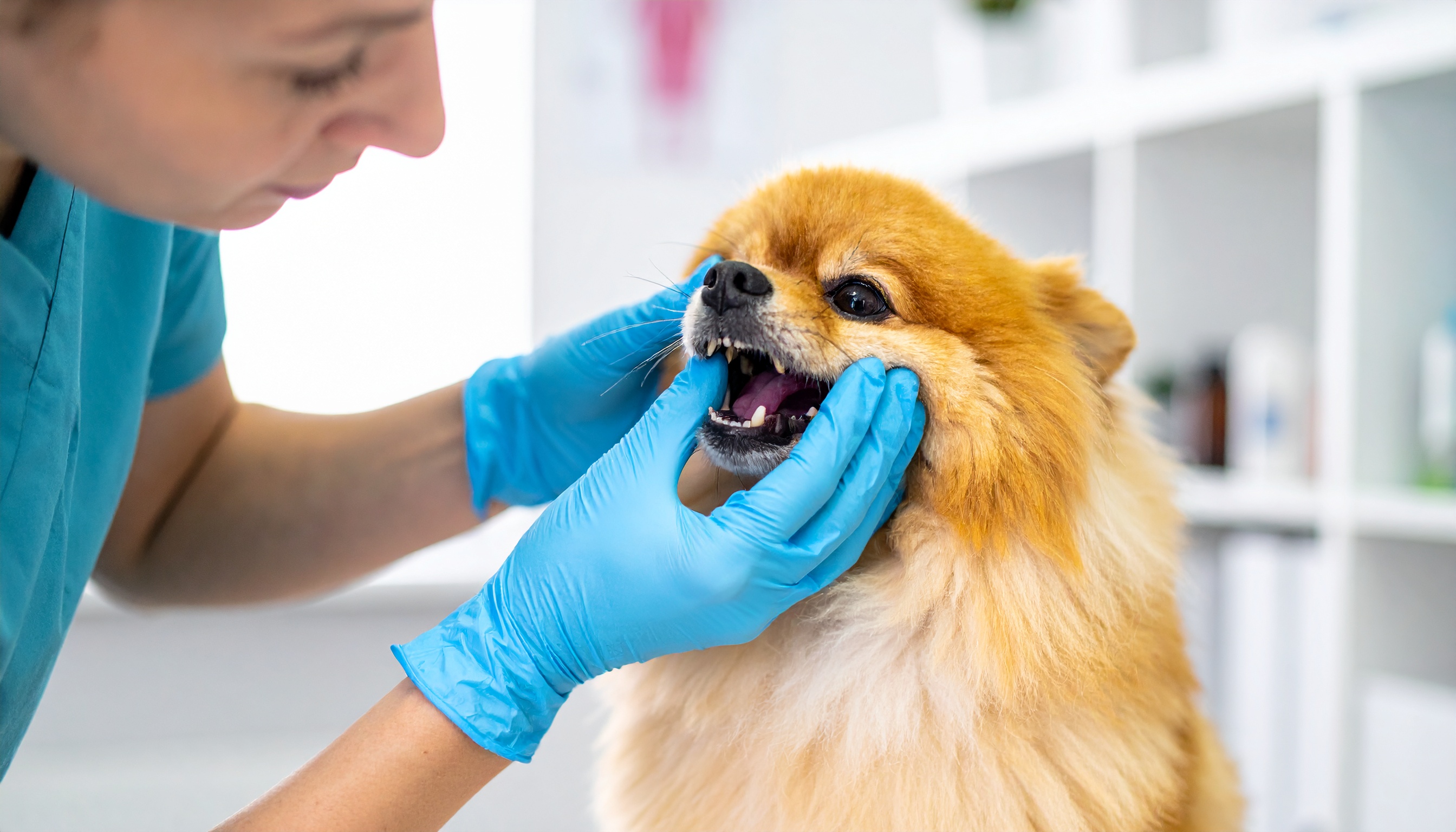 หินปูนในสุนัข อันตรายแค่ไหน? สาเหตุ การรักษา และวิธีป้องกันที่เจ้าของควรรู้